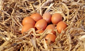 organik yumurta firmaları